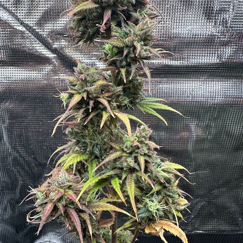 NLAF growlog timeline photo