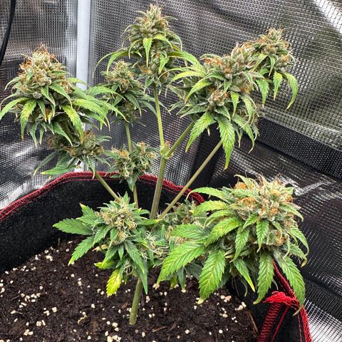 NLAF growlog timeline photo
