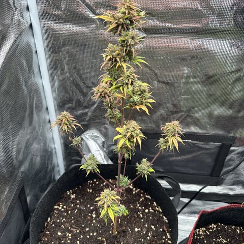 NLAF growlog timeline photo