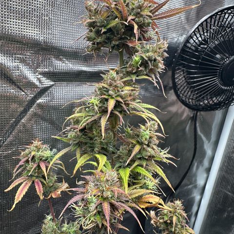 NLAF growlog timeline photo