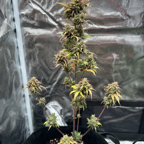 NLAF growlog timeline photo