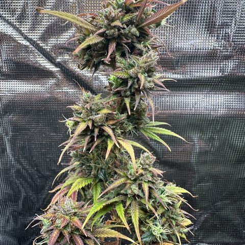 NLAF growlog timeline photo