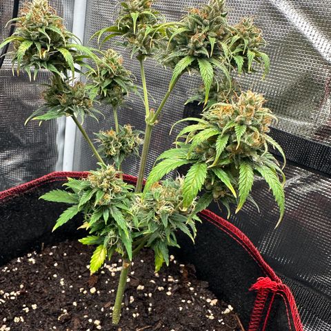 NLAF growlog timeline photo