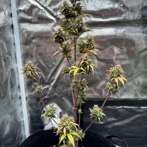 NLAF growlog timeline photo