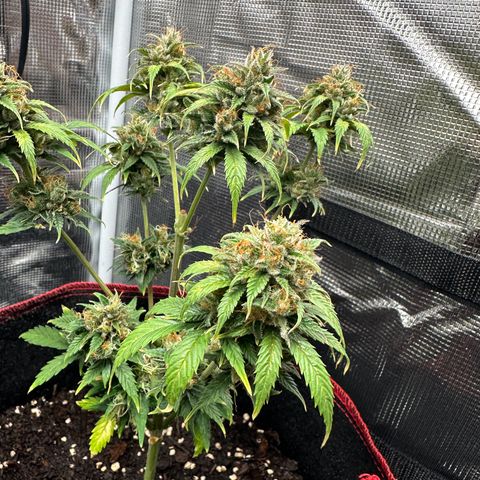 NLAF growlog timeline photo