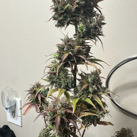 NLAF growlog timeline photo