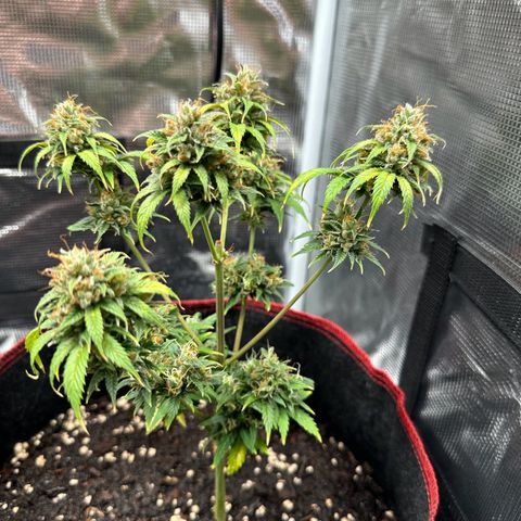 NLAF growlog timeline photo