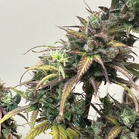 NLAF growlog timeline photo