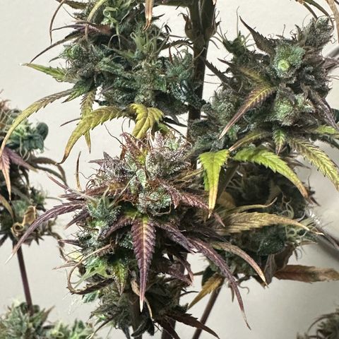 NLAF growlog timeline photo