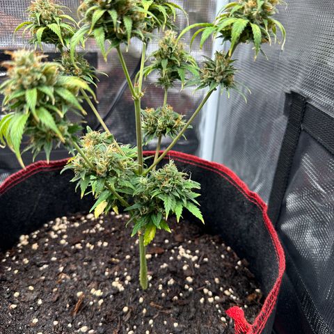 NLAF growlog timeline photo