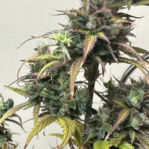 NLAF growlog timeline photo