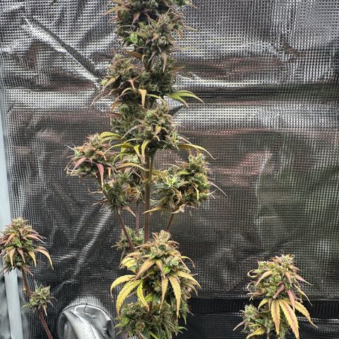 NLAF growlog timeline photo
