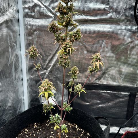 NLAF growlog timeline photo