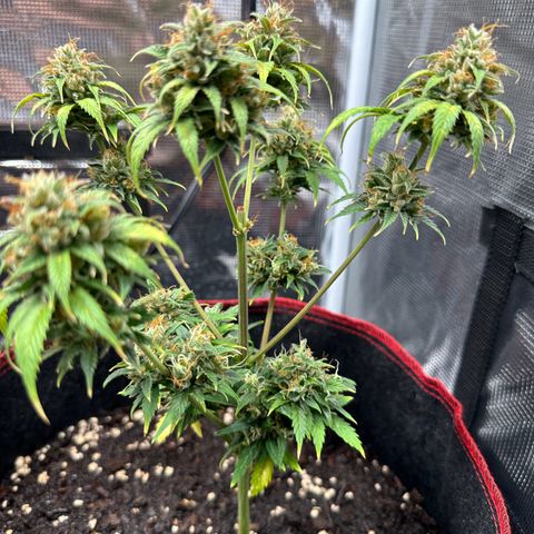 NLAF growlog timeline photo