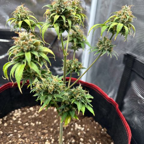 NLAF growlog timeline photo