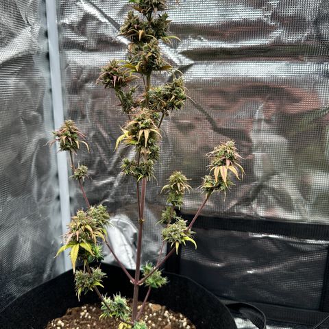 NLAF growlog timeline photo