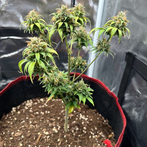 NLAF growlog timeline photo