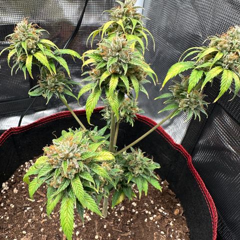 NLAF growlog timeline photo