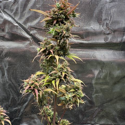 NLAF growlog timeline photo