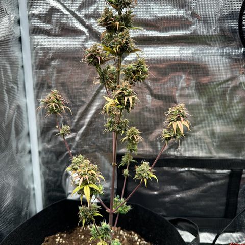 NLAF growlog timeline photo