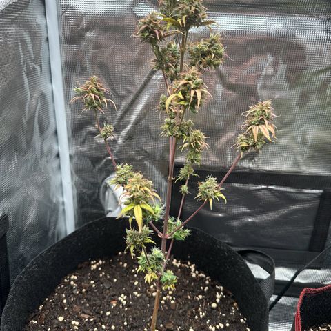 NLAF growlog timeline photo