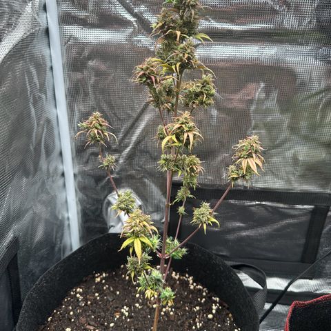 NLAF growlog timeline photo