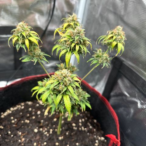 NLAF growlog timeline photo