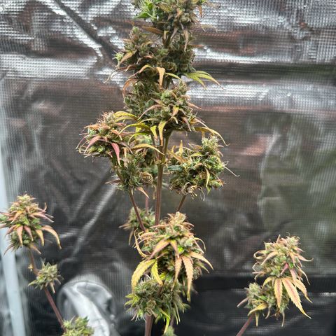 NLAF growlog timeline photo