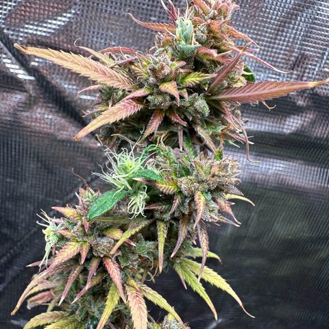 NLAF growlog timeline photo