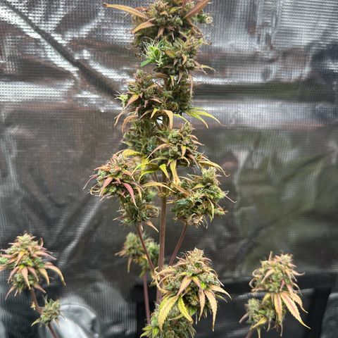 NLAF growlog timeline photo