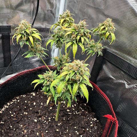 NLAF growlog timeline photo