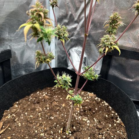 NLAF growlog timeline photo