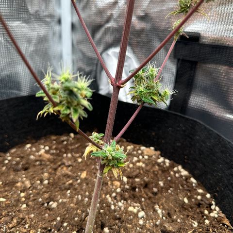 NLAF growlog timeline photo