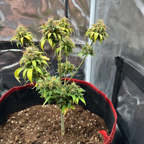 NLAF growlog timeline photo