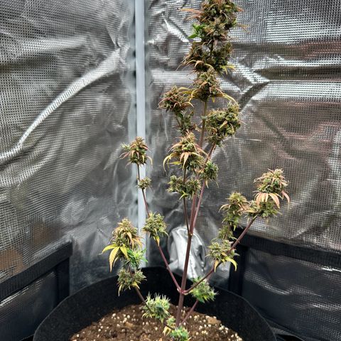 NLAF growlog timeline photo