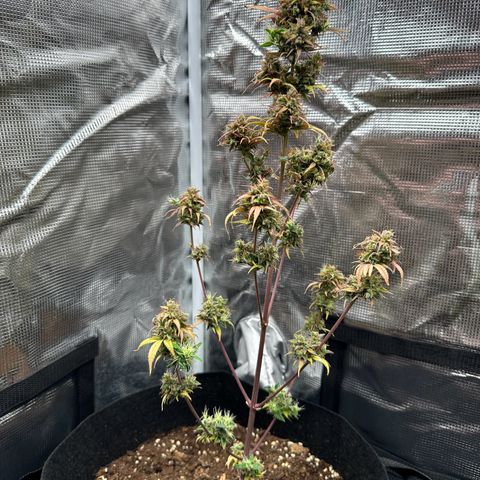 NLAF growlog timeline photo