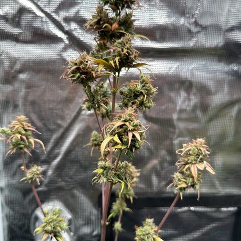 NLAF growlog timeline photo
