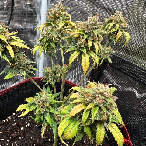 NLAF growlog timeline photo