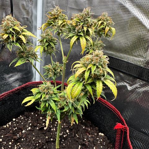 NLAF growlog timeline photo