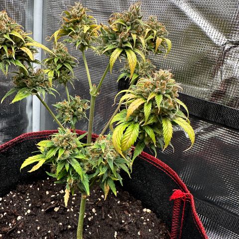 NLAF growlog timeline photo