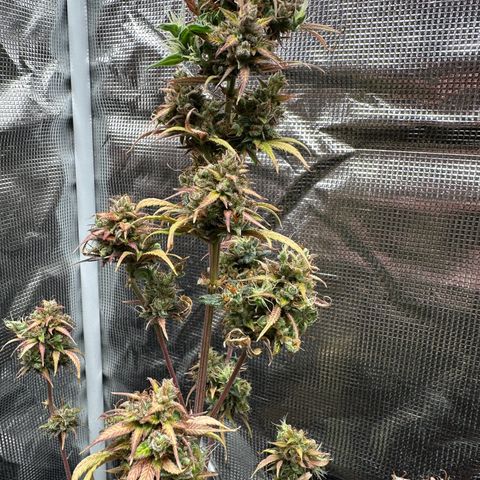 NLAF growlog timeline photo