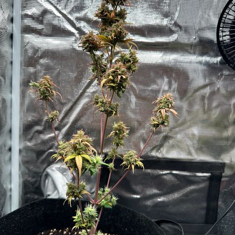 NLAF growlog timeline photo
