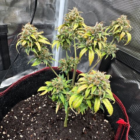 NLAF growlog timeline photo