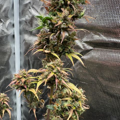 NLAF growlog timeline photo