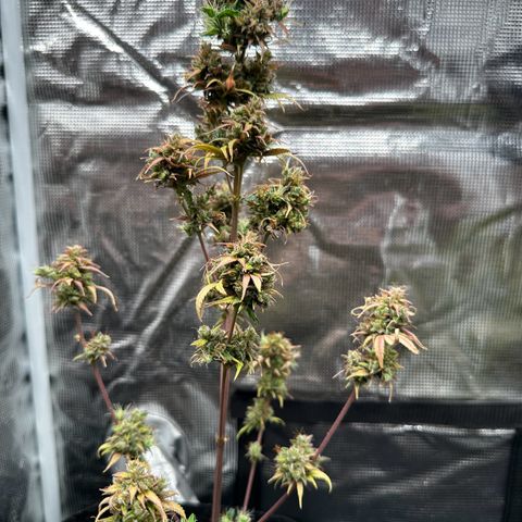 NLAF growlog timeline photo