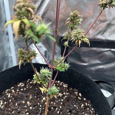 NLAF growlog timeline photo