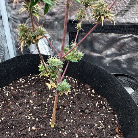 NLAF growlog timeline photo