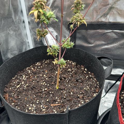 NLAF growlog timeline photo
