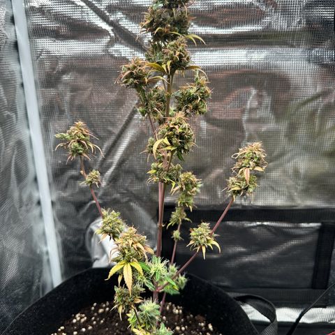 NLAF growlog timeline photo