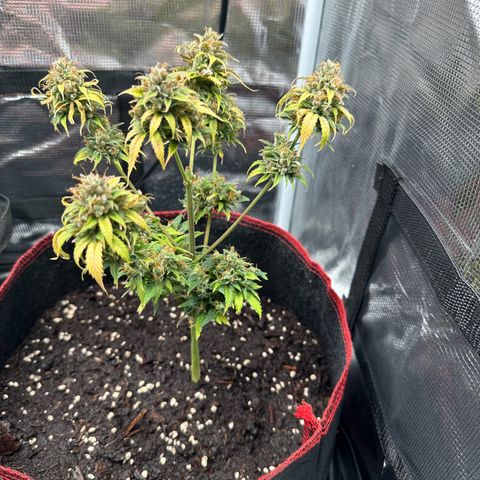 NLAF growlog timeline photo
